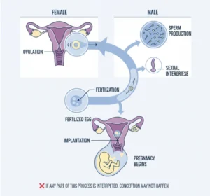 How Fertility Works?