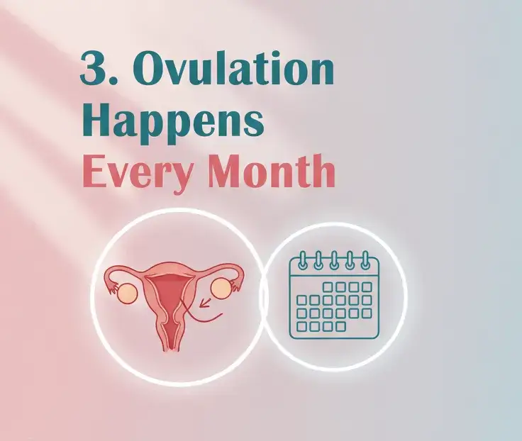 3. Ovulation Happens Every Month